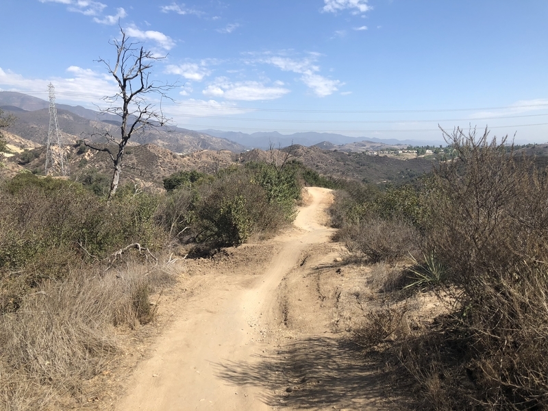 カリフォルニア　自然　マウンテンライオン