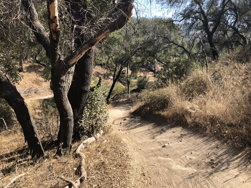 カリフォルニア　自然　マウンテンライオン