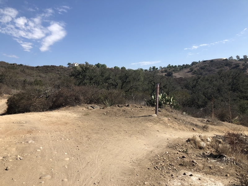 カリフォルニア　自然　マウンテンライオン