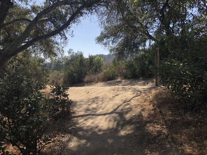 カリフォルニア　自然　マウンテンライオン