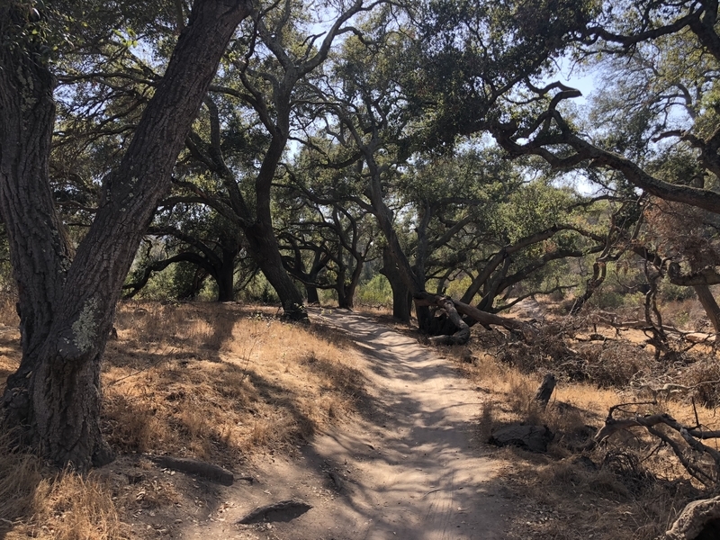 カリフォルニア　自然　マウンテンライオン