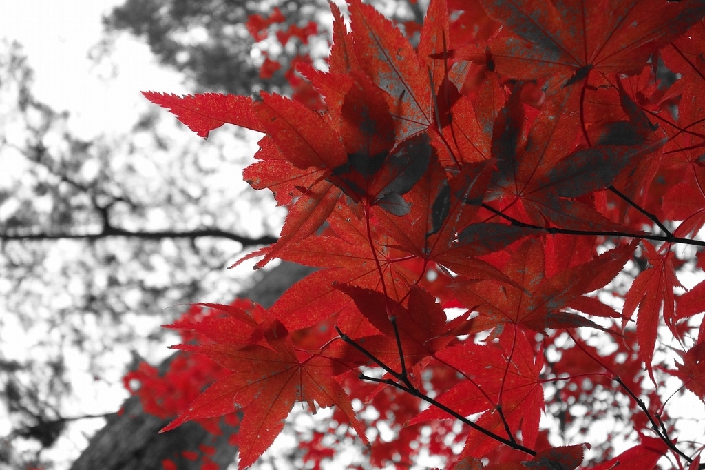 f:id:GOUNN69:20181124094404j:plain