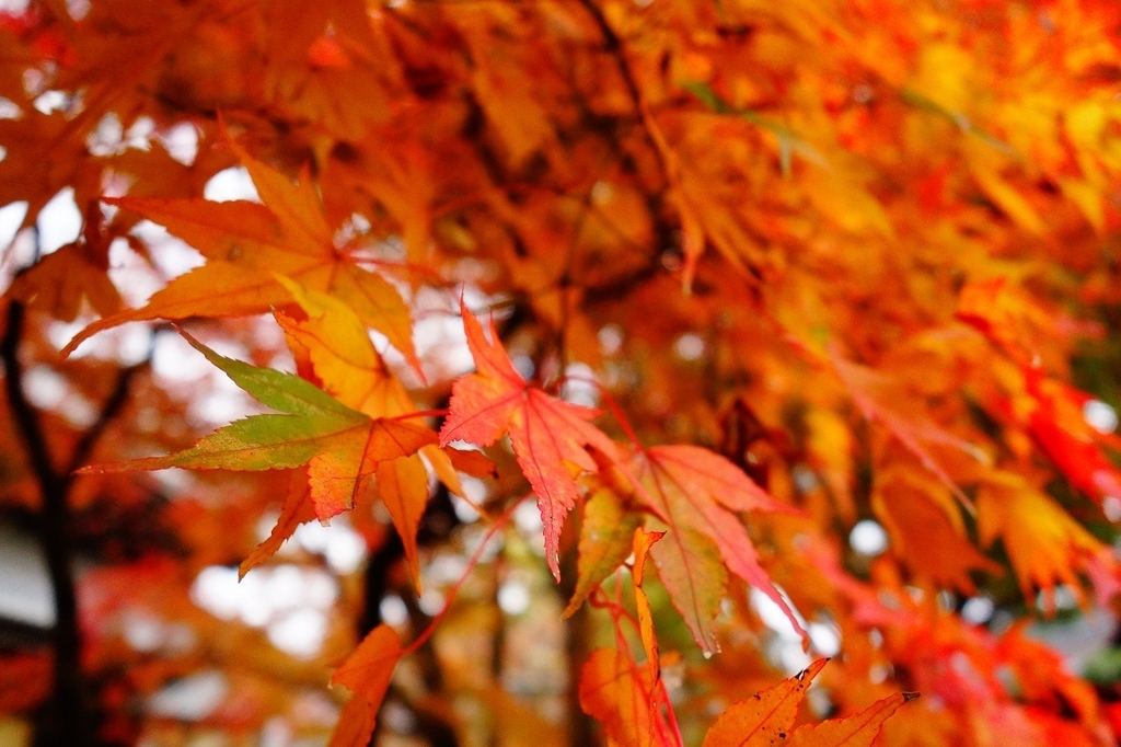 f:id:GOUNN69:20181124094614j:plain