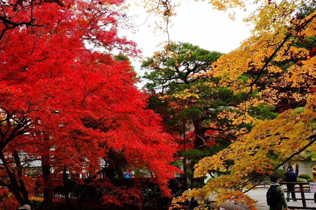 f:id:GOUNN69:20181124094704j:plain