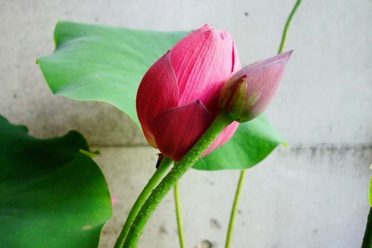 f:id:GOUNN69:20210502100029j:plain