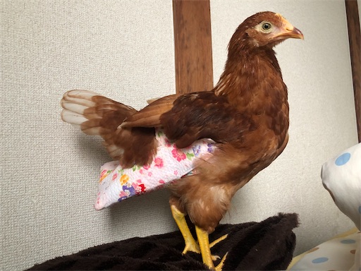 にわとり用のおむつ ミレット畑でつかまえて にわとり用のおむつ ミレット畑でつかまえて