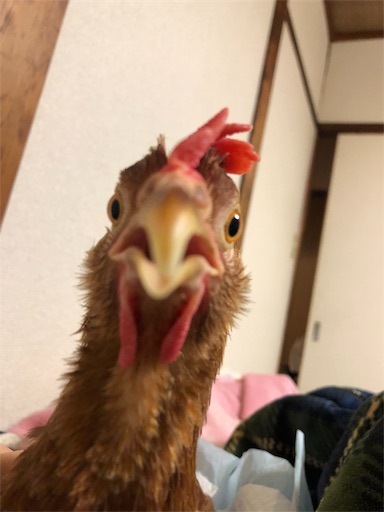 にわとりはフカフカベッドがお好き ミレット畑でつかまえて
