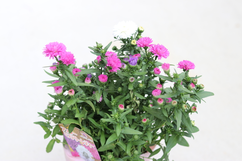 f:id:GP-Yamacho:20180914121303j:plain f:id:GP-Yamacho:20180914121303j:plain