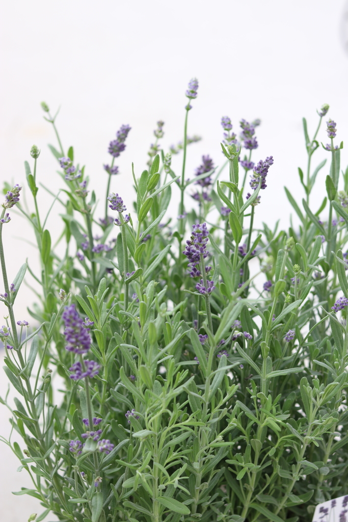 f:id:GP-Yamacho:20180914121317j:plain f:id:GP-Yamacho:20180914121317j:plain