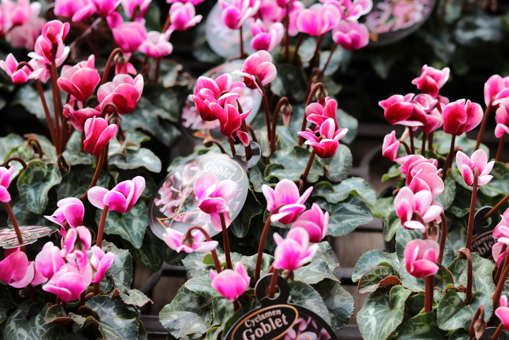 f:id:GP-Yamacho:20181005093031j:plain