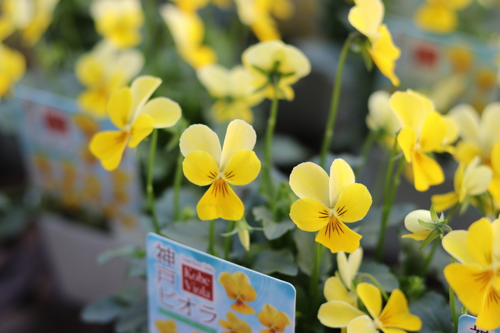 f:id:GP-Yamacho:20181019165219j:plain f:id:GP-Yamacho:20181019165219j:plain