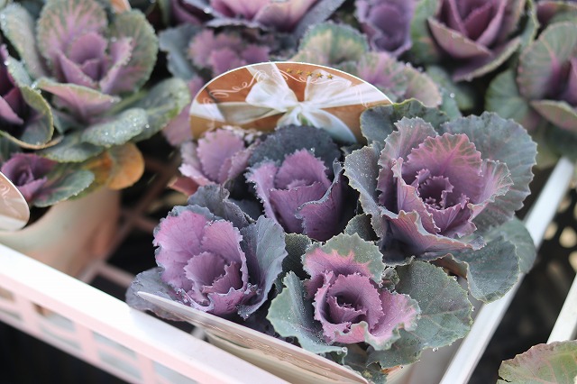 f:id:GP-Yamacho:20181126103850j:plain f:id:GP-Yamacho:20181126103850j:plain