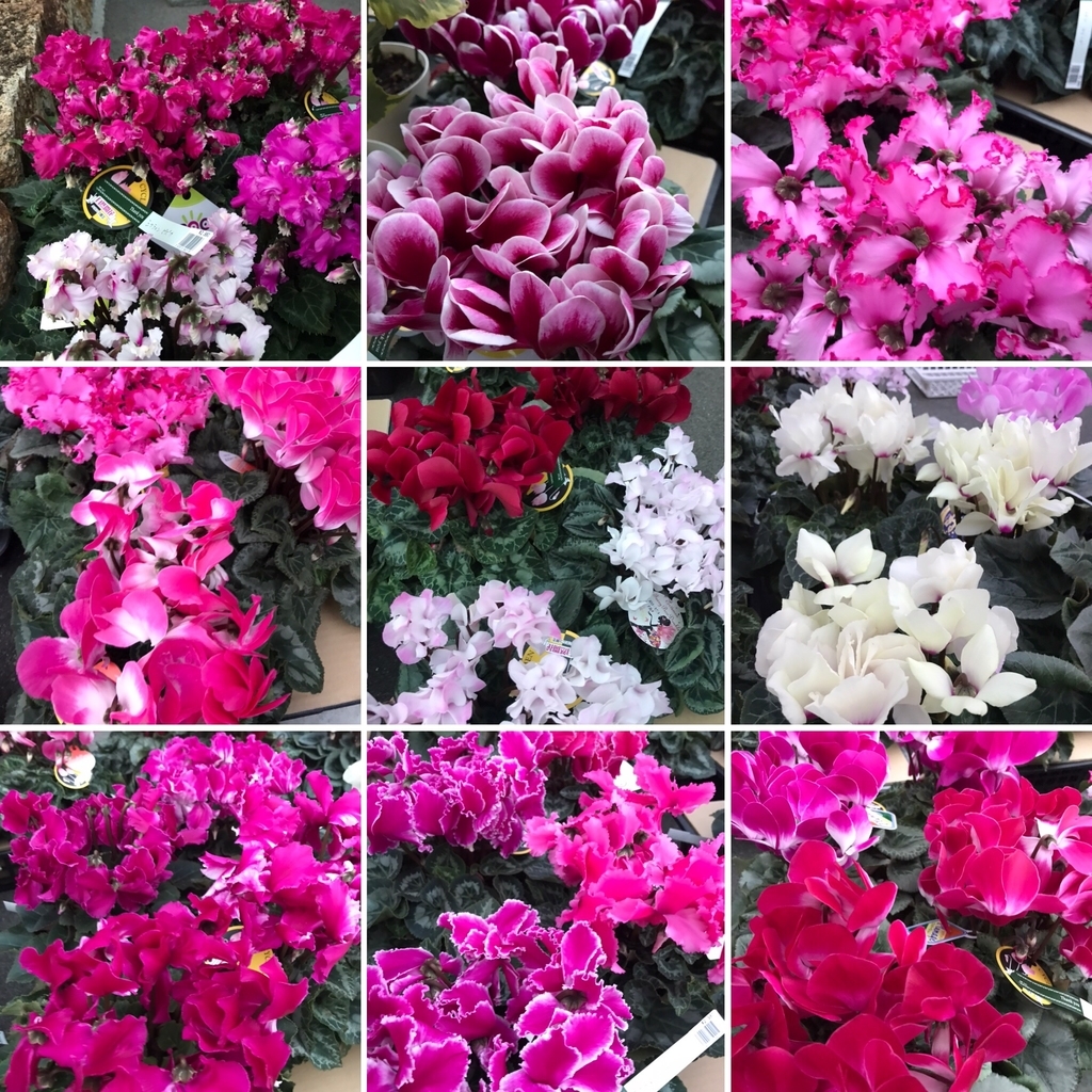 f:id:GP-Yamacho:20181129120739j:plain