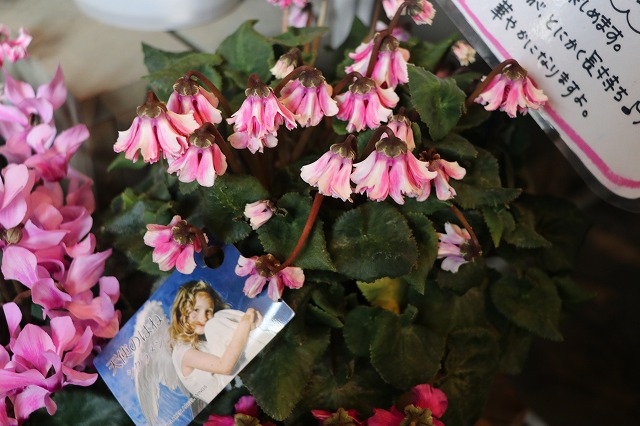 f:id:GP-Yamacho:20181216105530j:plain