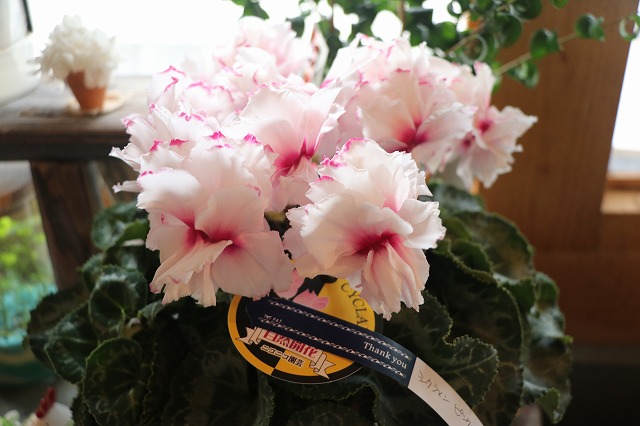 f:id:GP-Yamacho:20181216105532j:plain