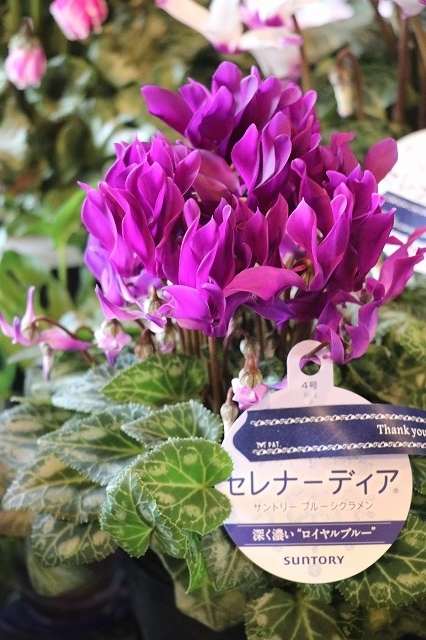 f:id:GP-Yamacho:20181216105542j:plain