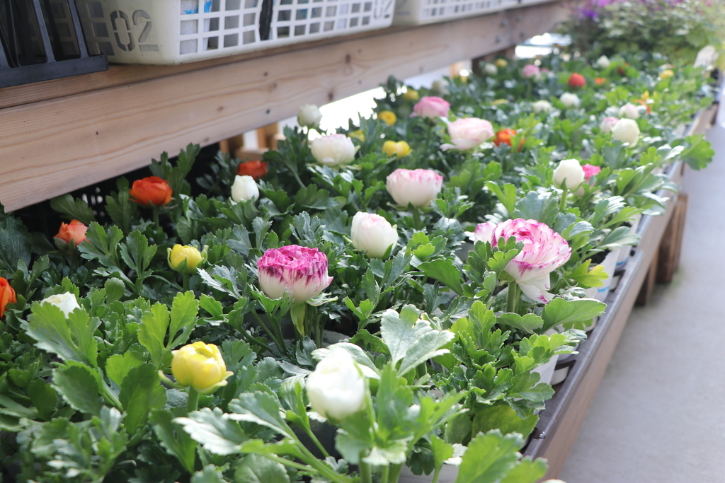 f:id:GP-Yamacho:20190118093709j:plain