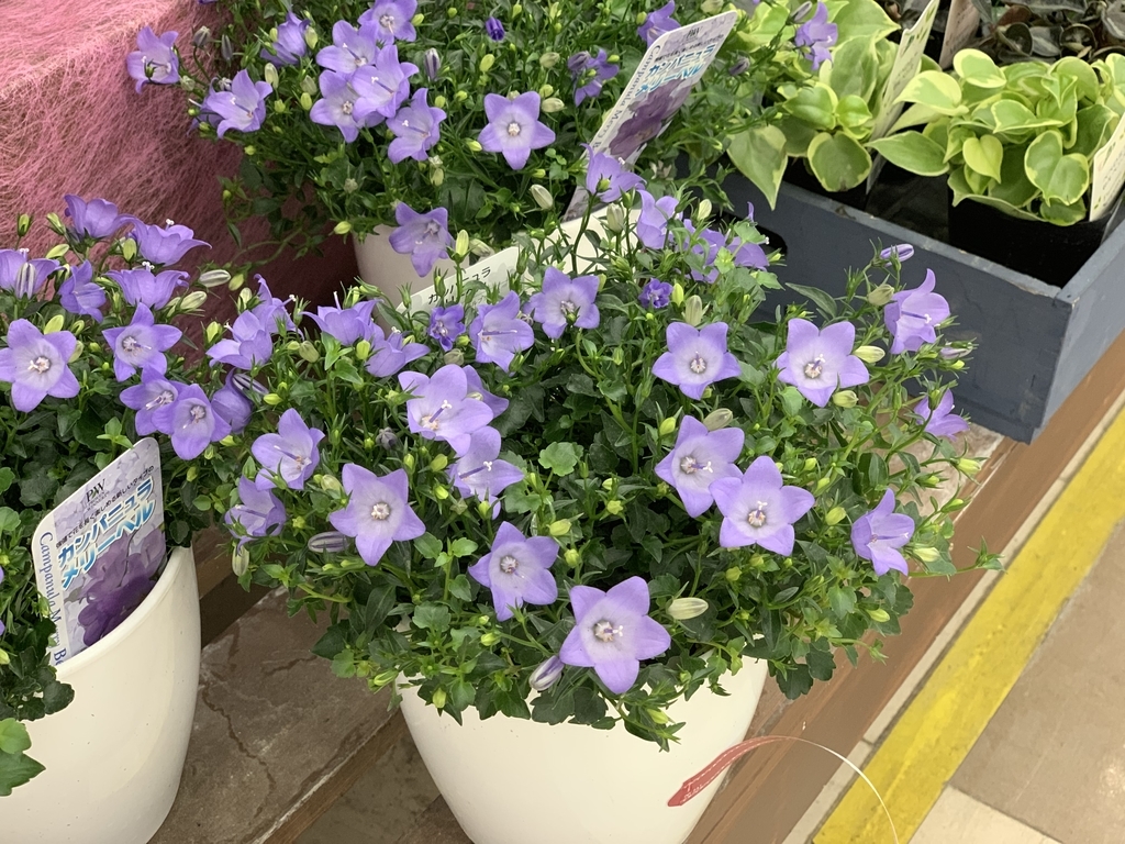 f:id:GP-Yamacho:20190120130503j:plain