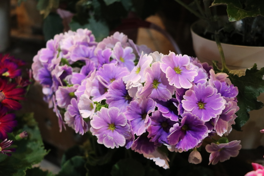 f:id:GP-Yamacho:20190203100457j:plain