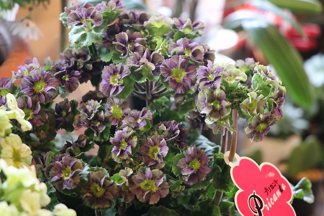 f:id:GP-Yamacho:20190203101037j:plain