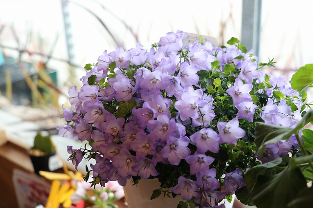 f:id:GP-Yamacho:20190203101040j:plain