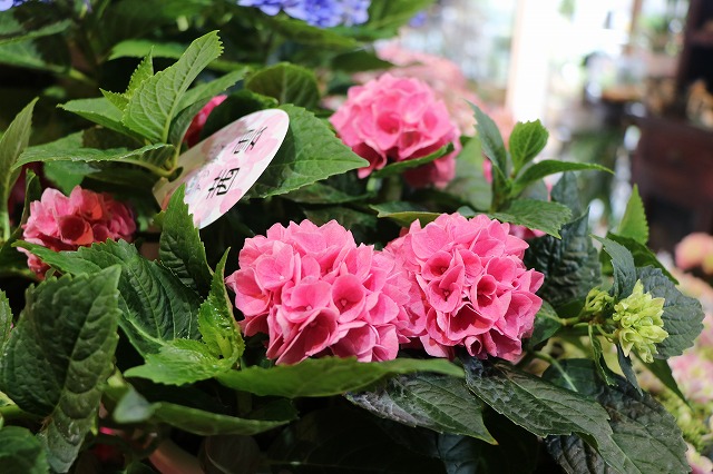 お探しのアジサイは これじゃないですか 万華鏡 銀河 美雲 茜雲 Gp Yamacho