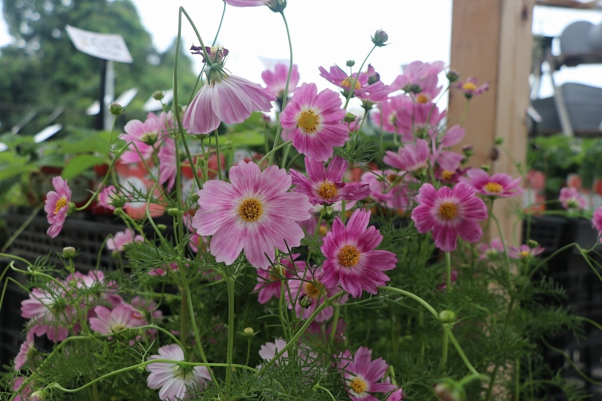 f:id:GP-Yamacho:20190927113008j:plain