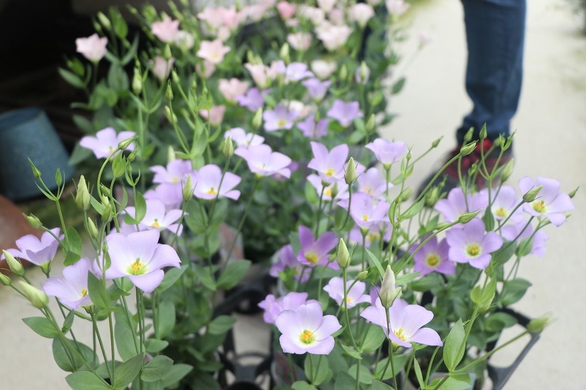 f:id:GP-Yamacho:20190927113011j:plain