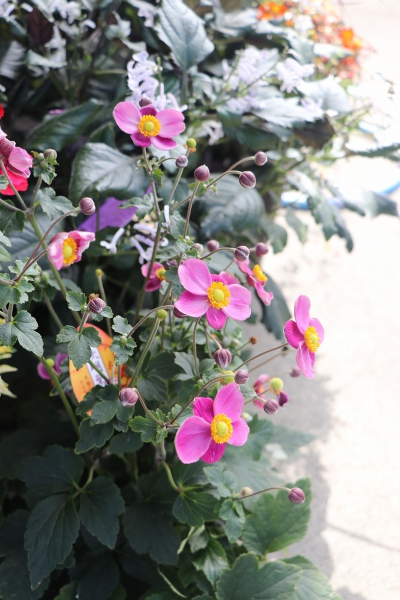 f:id:GP-Yamacho:20190929113054j:plain