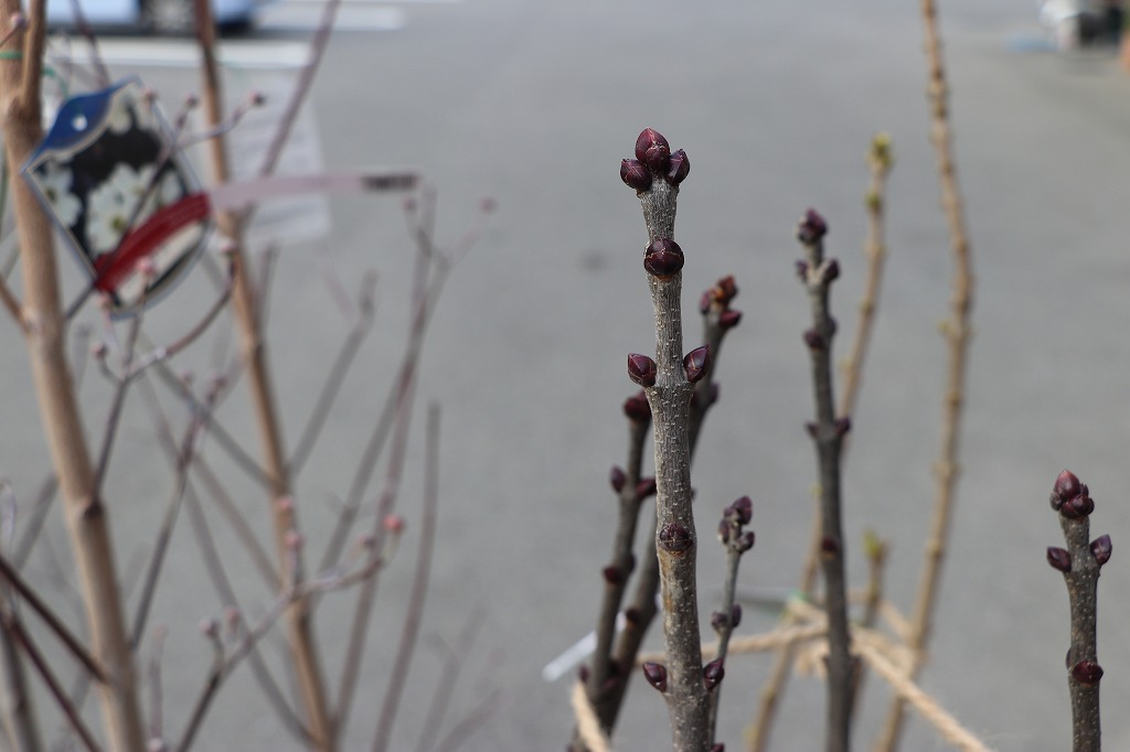 f:id:GP-Yamacho:20200115145144j:plain