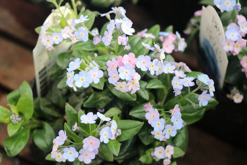 f:id:GP-Yamacho:20200220092955j:plain