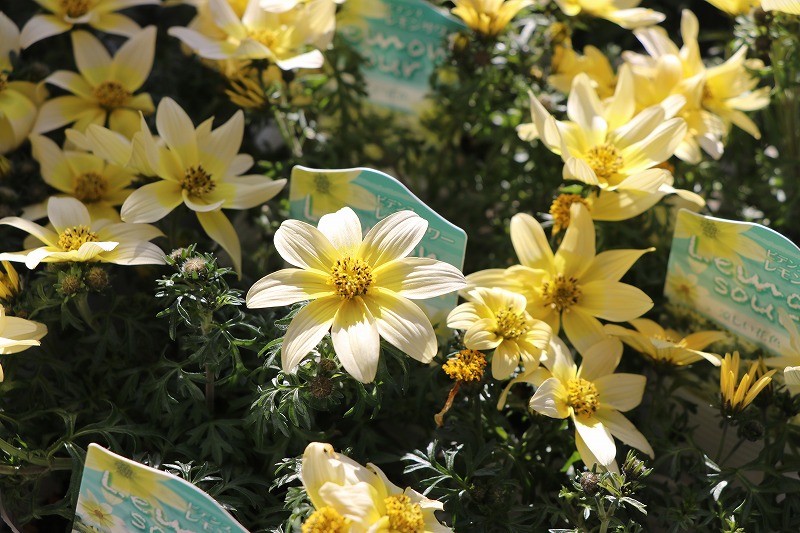 f:id:GP-Yamacho:20200306094606j:plain