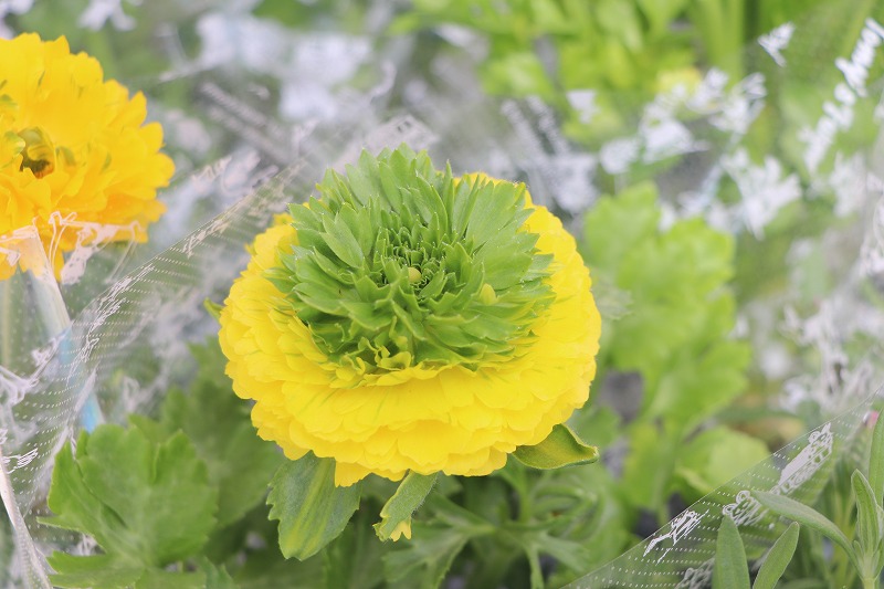 f:id:GP-Yamacho:20200307132858j:plain