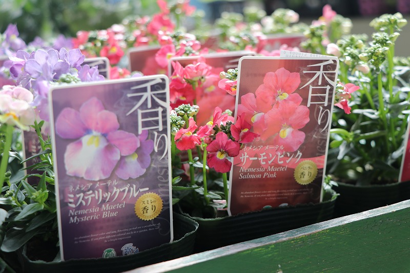 f:id:GP-Yamacho:20200307132950j:plain