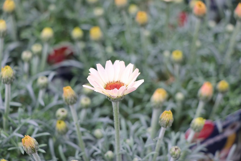 f:id:GP-Yamacho:20200314113555j:plain
