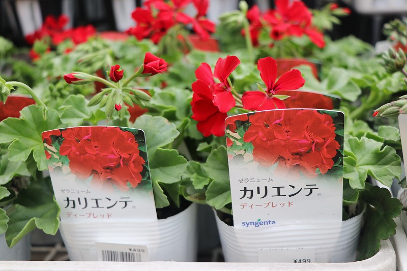 f:id:GP-Yamacho:20200329171241j:plain