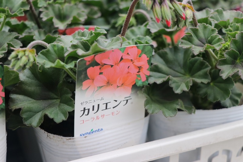 f:id:GP-Yamacho:20200329171248j:plain