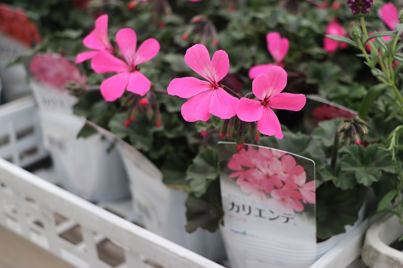 f:id:GP-Yamacho:20200329171251j:plain