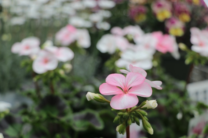 f:id:GP-Yamacho:20200329171254j:plain