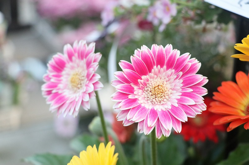 f:id:GP-Yamacho:20200504183919j:plain