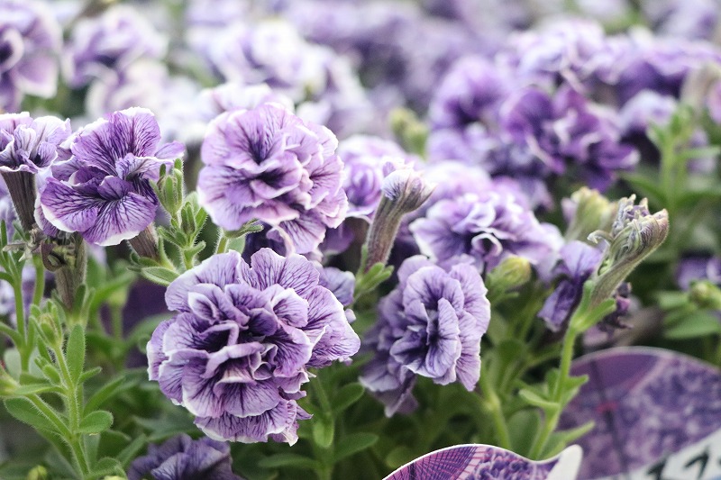 f:id:GP-Yamacho:20200504183922j:plain