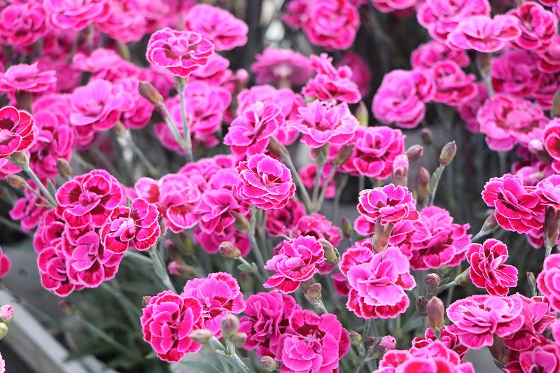 f:id:GP-Yamacho:20200504183926j:plain