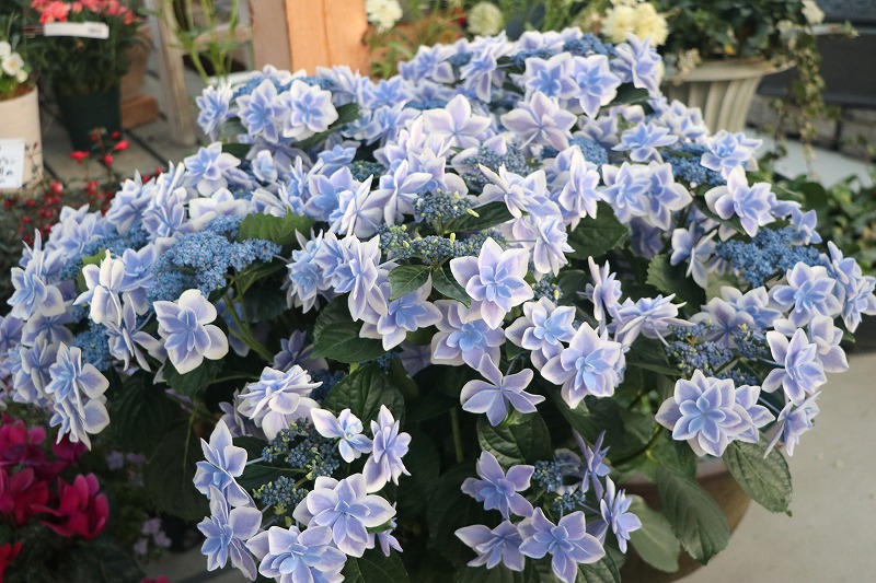 f:id:GP-Yamacho:20200504183930j:plain