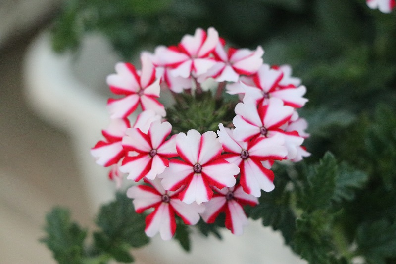 f:id:GP-Yamacho:20200504183935j:plain
