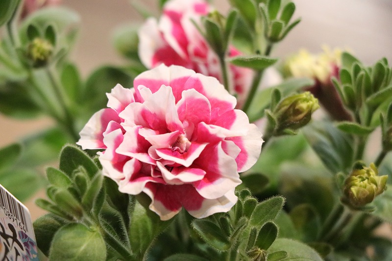 f:id:GP-Yamacho:20200504184156j:plain