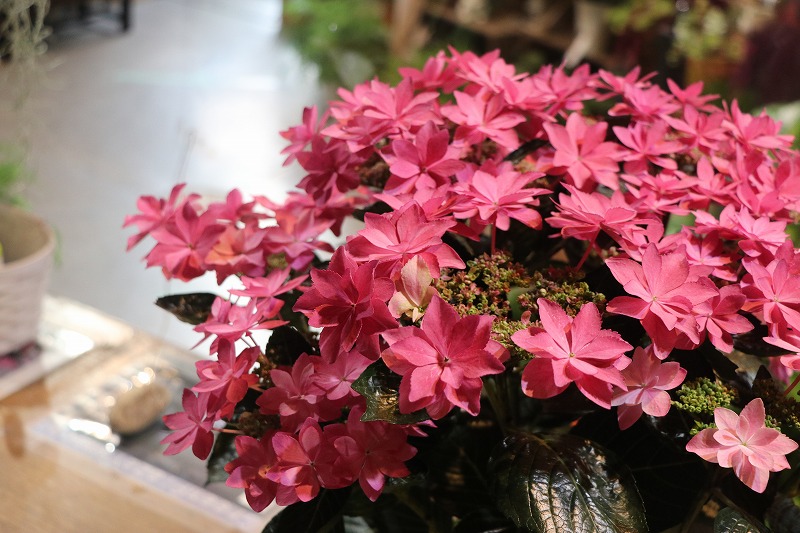 f:id:GP-Yamacho:20200504184233j:plain