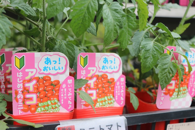 f:id:GP-Yamacho:20200515160805j:plain