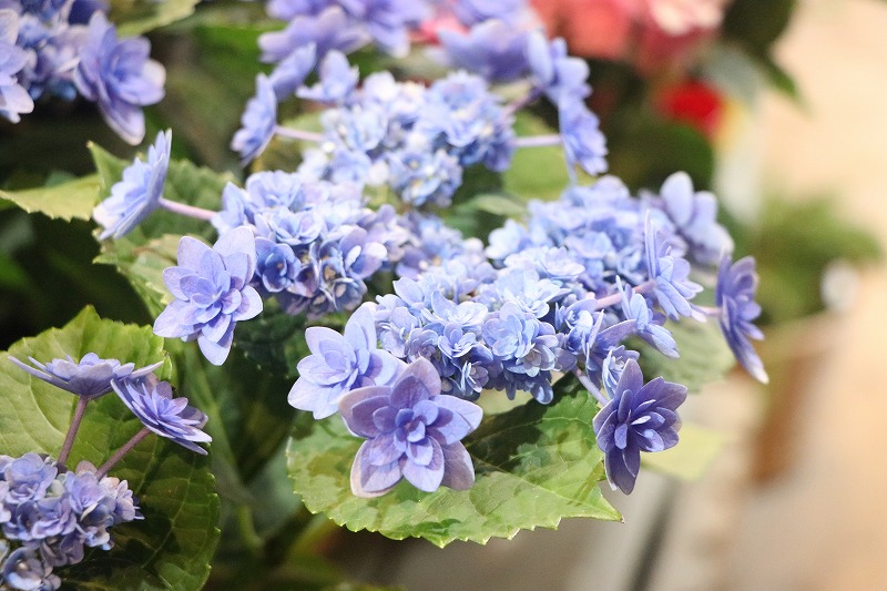 紫陽花まだまだ入荷しています シーアン 美雲 アナベル Gp Yamacho 紫陽花まだまだ入荷しています シーアン 美雲 アナベル Gp Yamacho