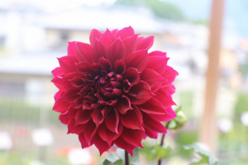 f:id:GP-Yamacho:20200517110544j:plain