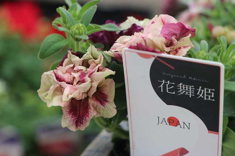 f:id:GP-Yamacho:20200517110551j:plain
